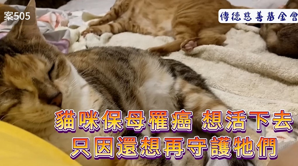 貓咪保母罹癌想活下去，只因還想再守護牠們(標題圖檔)